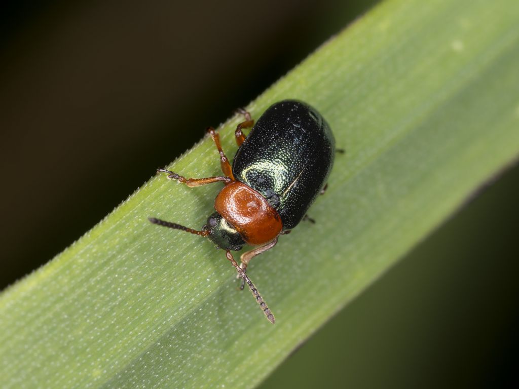 Aiuto identificazione